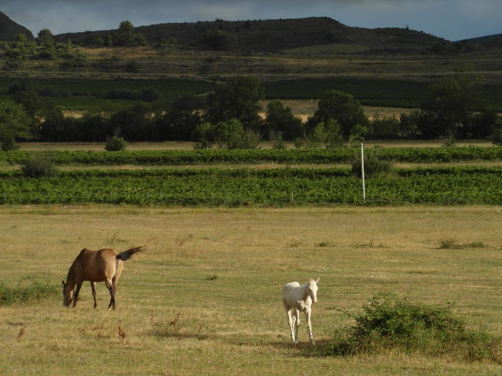 Bergerie Du Plo Montlaur (Aude) Exterior foto
